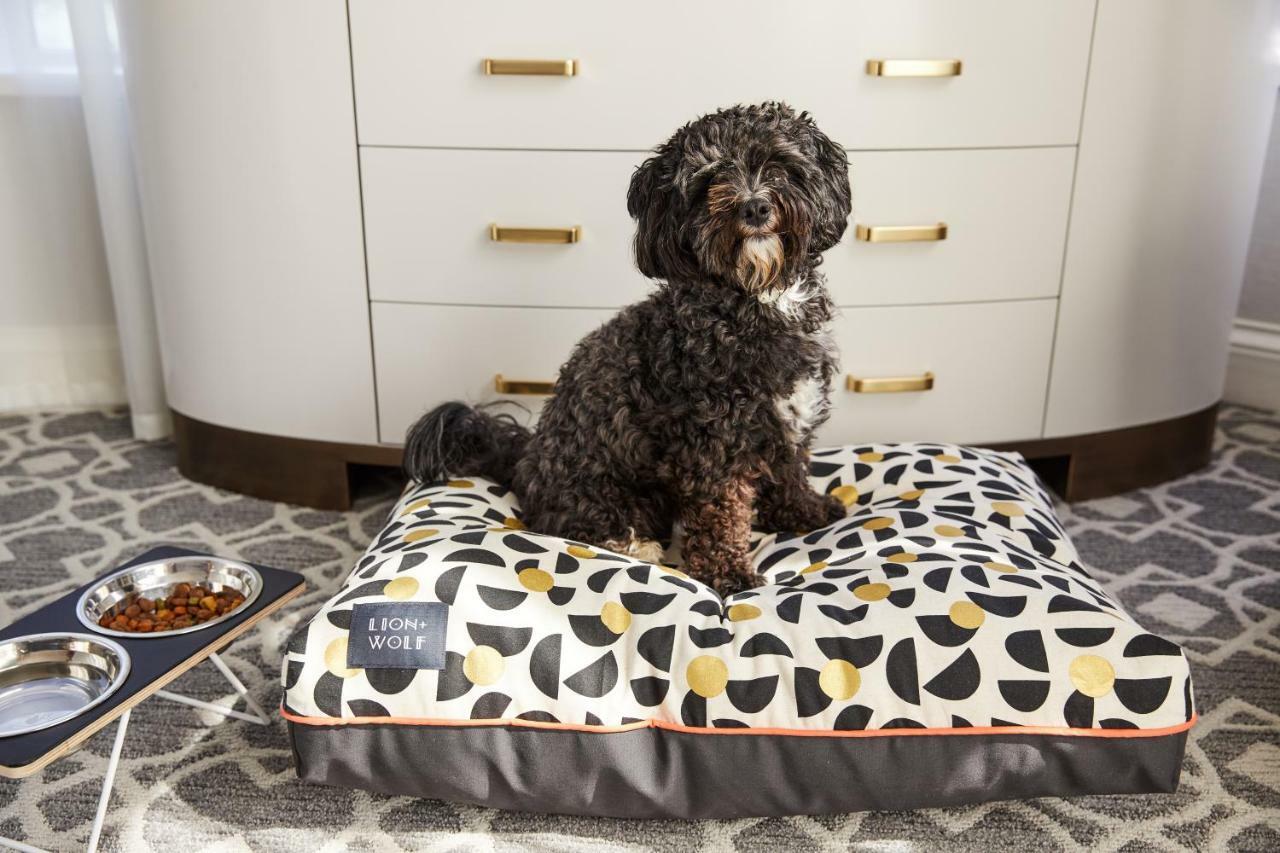 The Whitney Hotel Boston Exteriör bild A dog on a dog bed
